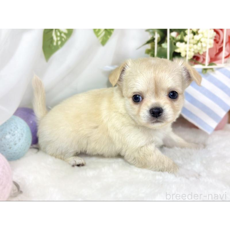 販売中の滋賀県のチワワ(ロングコート)-436523の2枚目