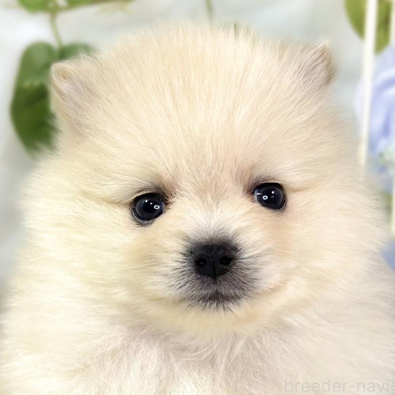販売中の滋賀県のポメラニアン-436525