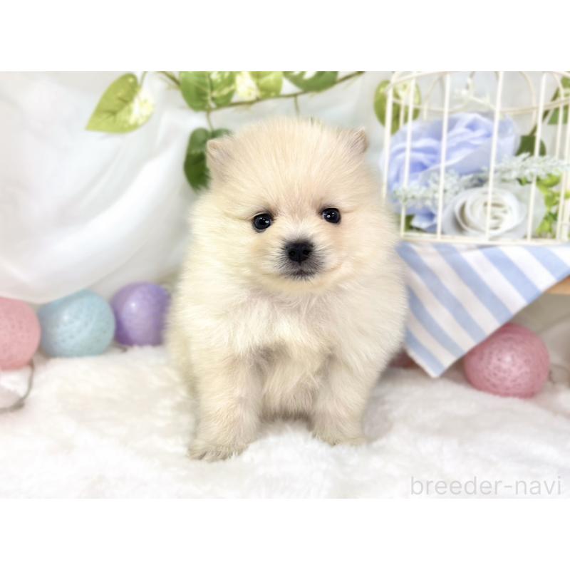 販売中の滋賀県のポメラニアン-436525の4枚目
