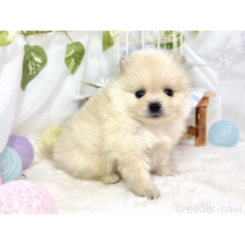 販売中の滋賀県のポメラニアン-436525の3枚目