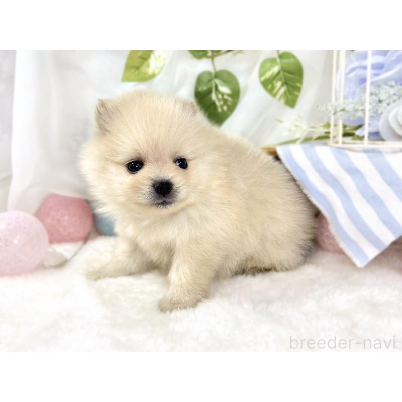 販売中の滋賀県のポメラニアン-436525の2枚目