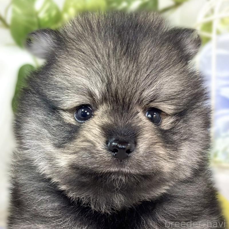 販売中の滋賀県のポメラニアン-436526