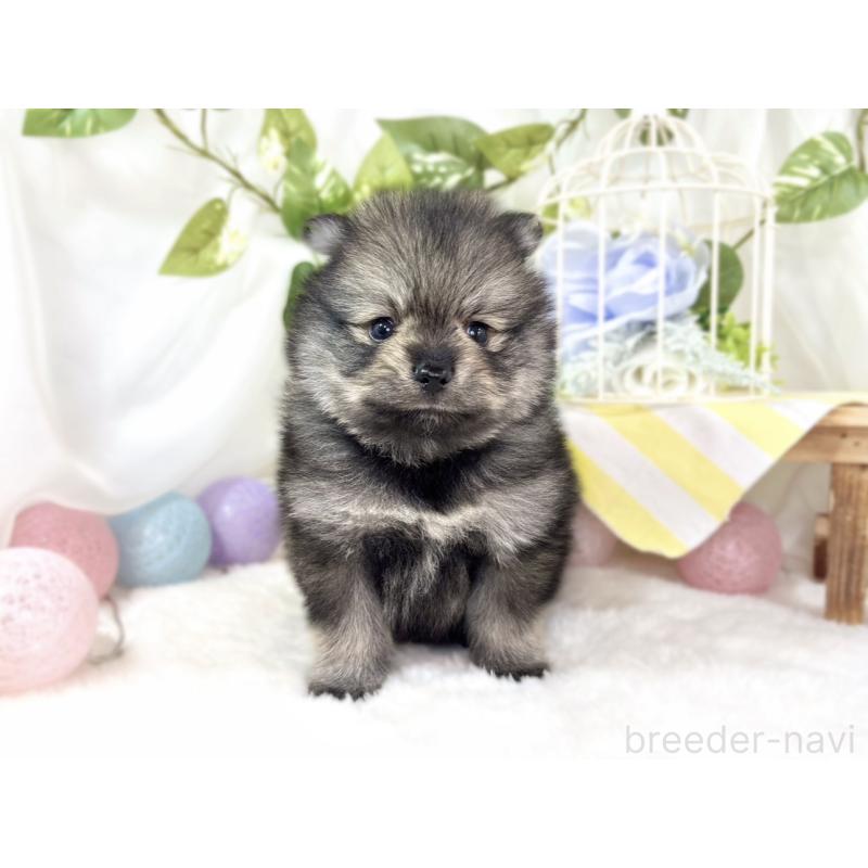 販売中の滋賀県のポメラニアン-436526の4枚目