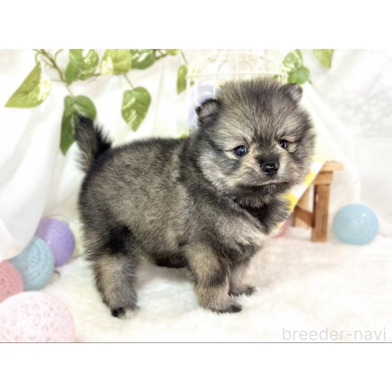 販売中の滋賀県のポメラニアン-436526の2枚目