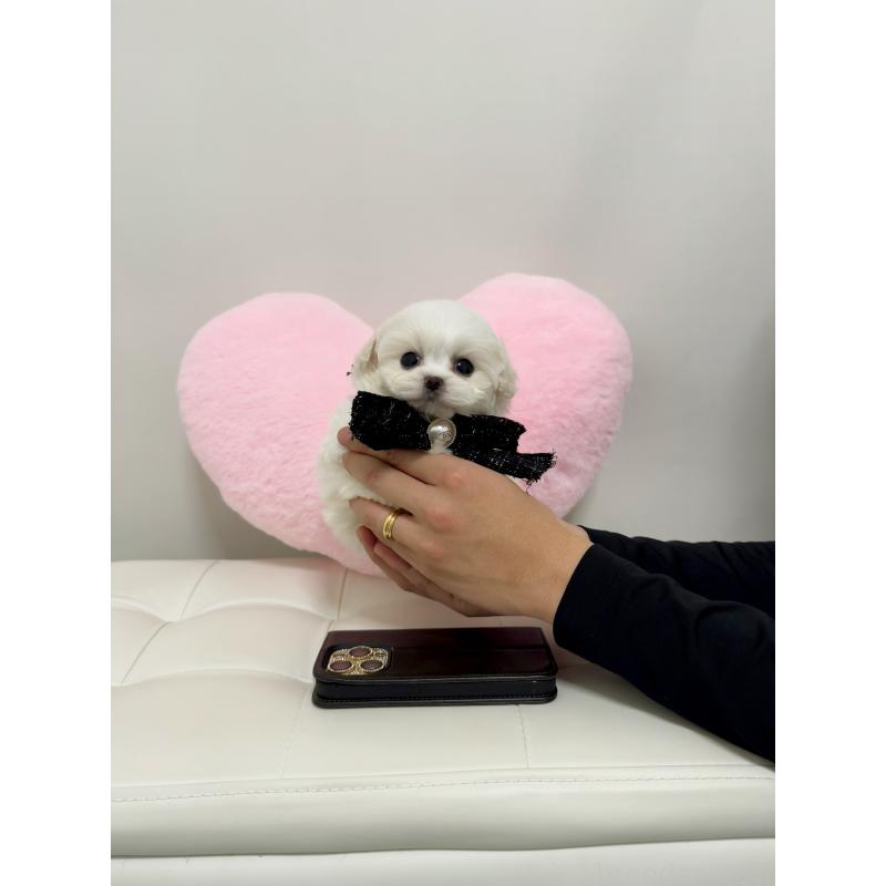 販売中の埼玉県のビションフリーゼ-436527の3枚目