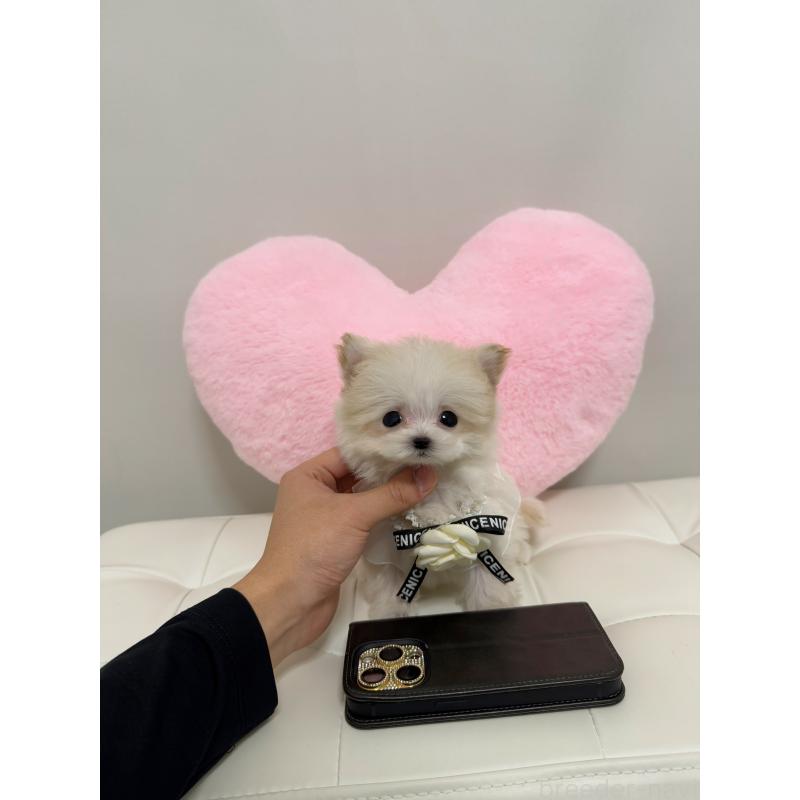 販売中の埼玉県のチワプー:チワワ×トイプードル-436528の4枚目