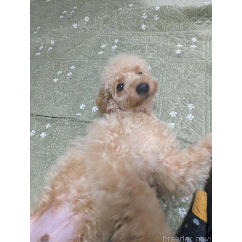 販売中の東京都のトイプードル-410586の3枚目