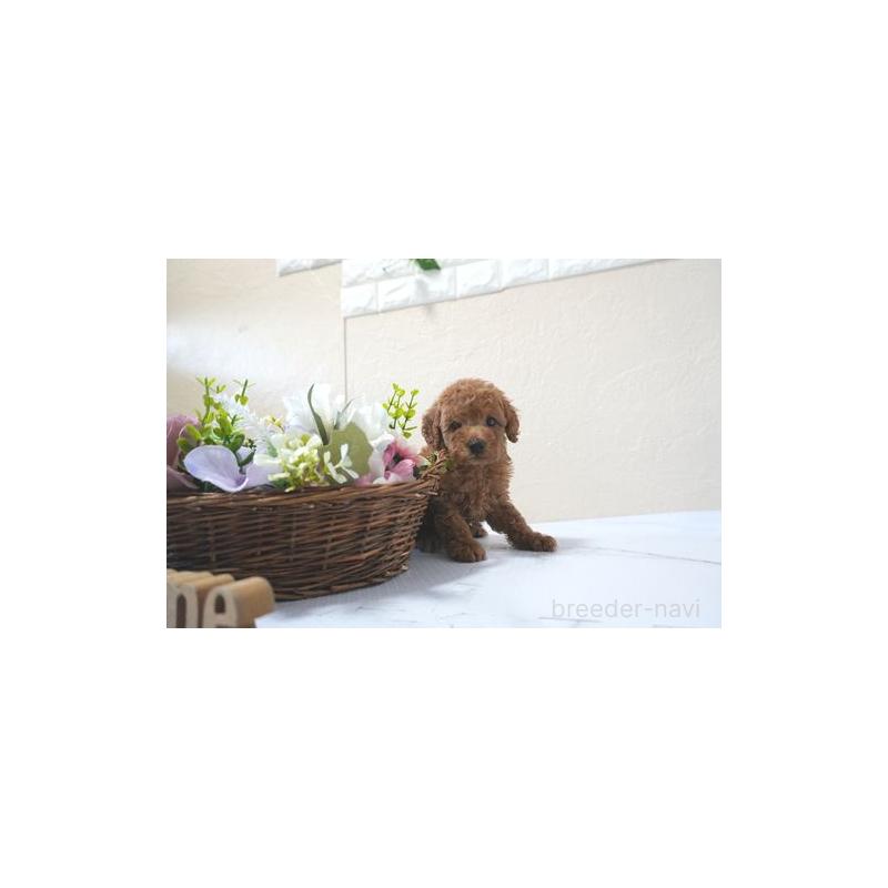 販売中の滋賀県のタイニープードル-436531の5枚目