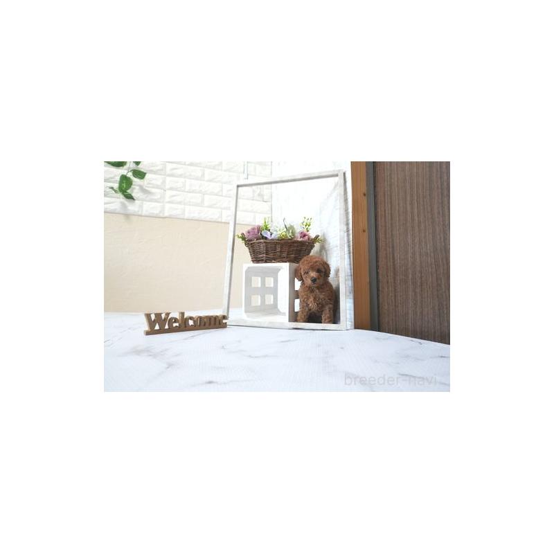 販売中の滋賀県のタイニープードル-436531の4枚目