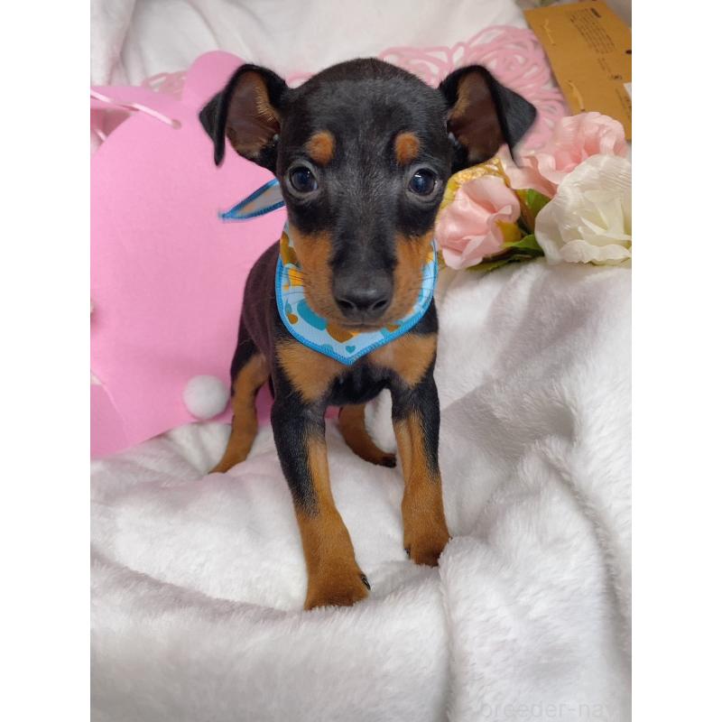 成約済の千葉県のトイマンチェスターテリア-429769の3枚目