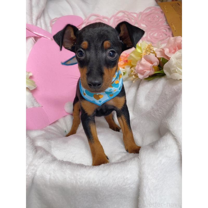 成約済の千葉県のトイマンチェスターテリア-429769の2枚目