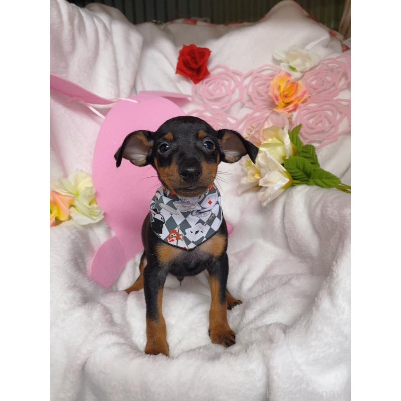 販売中の千葉県のトイマンチェスターテリア-429771の3枚目