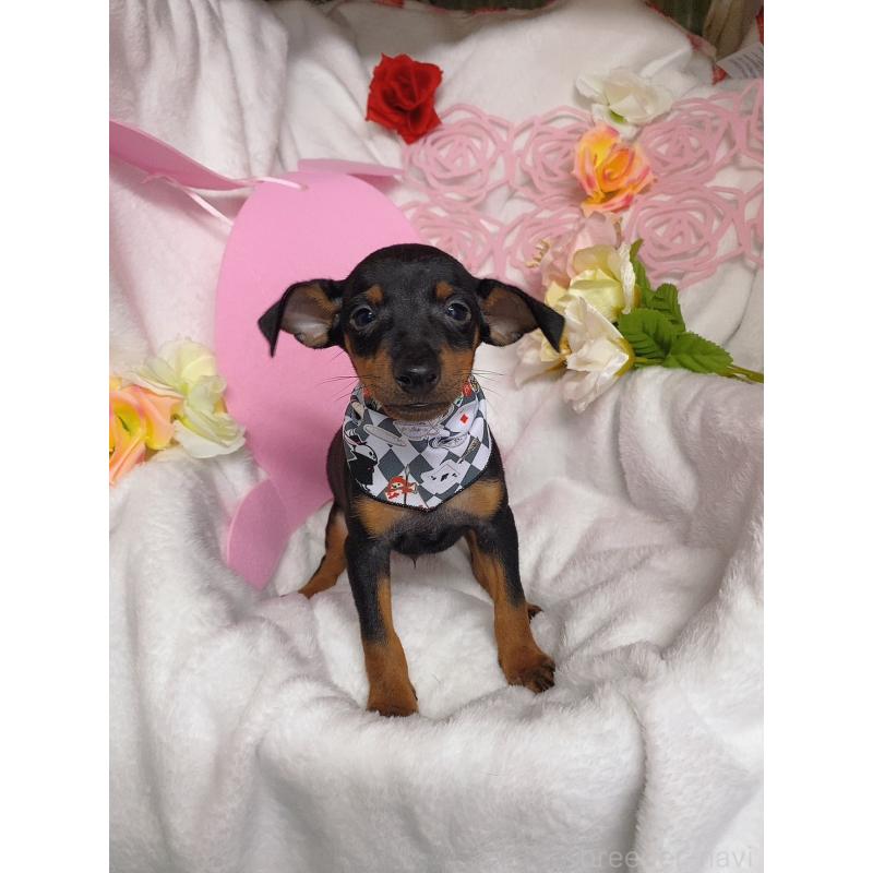 販売中の千葉県のトイマンチェスターテリア-429771の2枚目