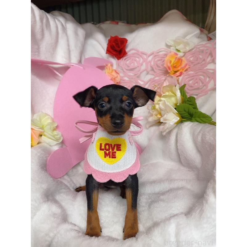 販売中の千葉県のトイマンチェスターテリア-429774の3枚目