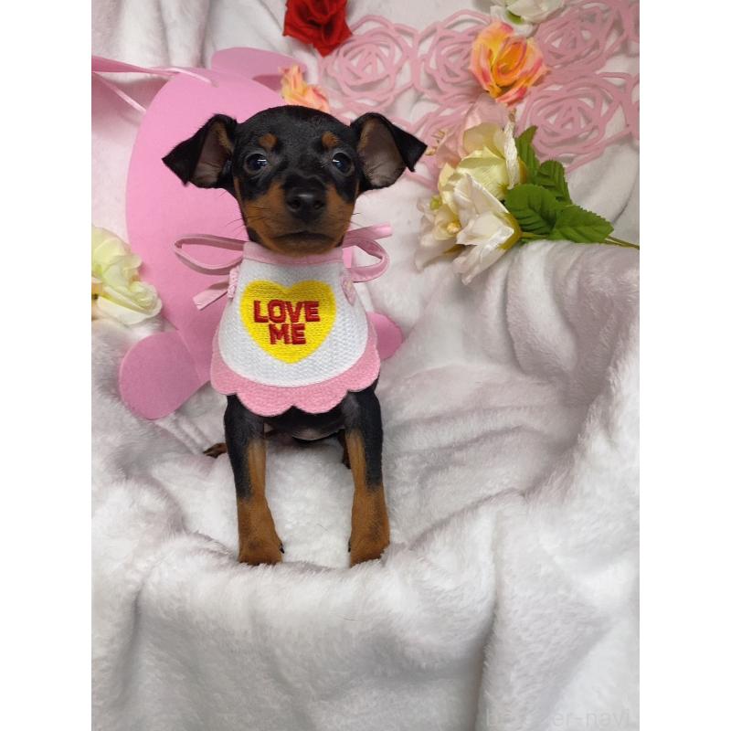 販売中の千葉県のトイマンチェスターテリア-429774の2枚目