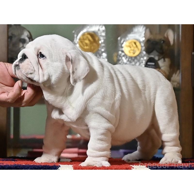 販売中の岡山県のブルドッグ-436536の4枚目