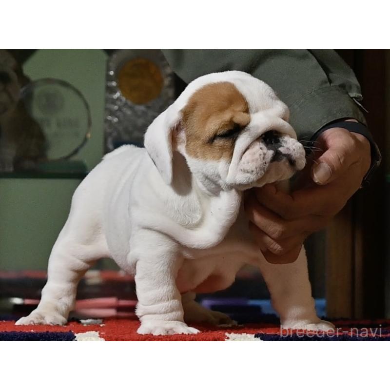 販売中の岡山県のブルドッグ-436537の4枚目