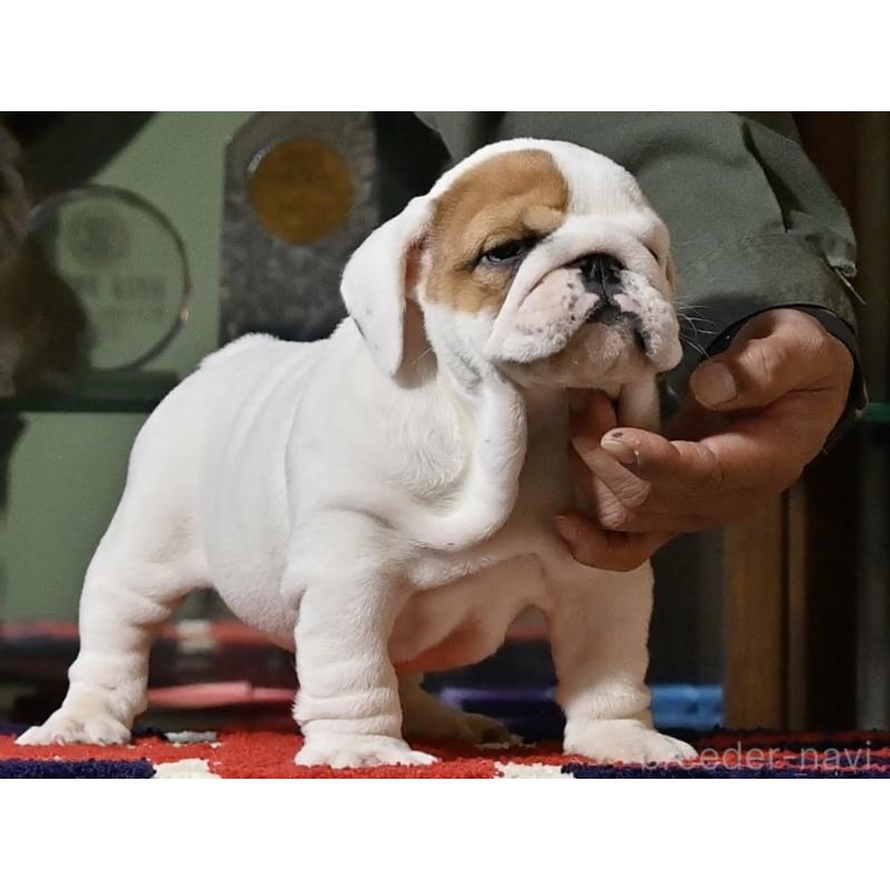 販売中の岡山県のブルドッグ-436537の3枚目