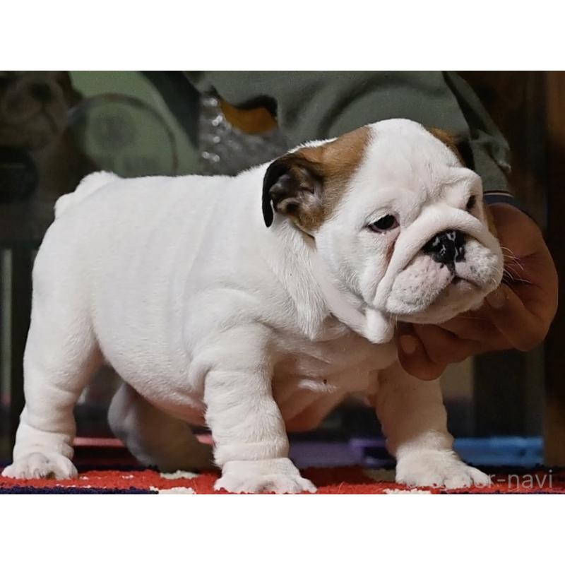 販売中の岡山県のブルドッグ-432075の2枚目
