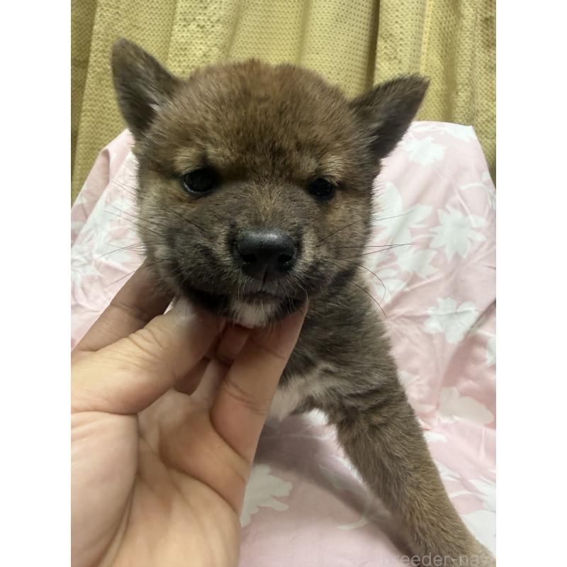 販売中の愛知県の柴犬-430894の11枚目