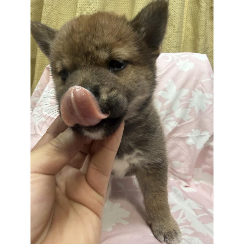 販売中の愛知県の柴犬-430894の10枚目