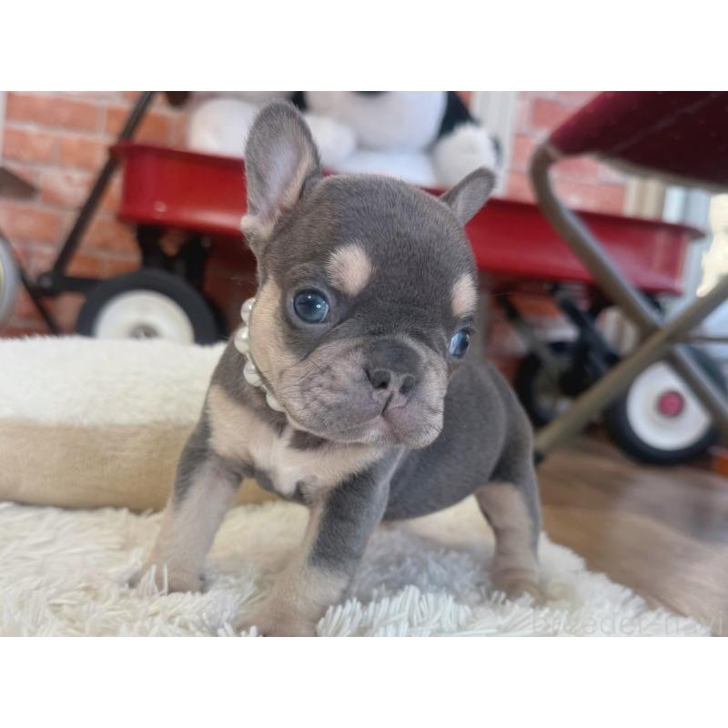 販売中の神奈川県のフレンチブルドッグ-436538の6枚目