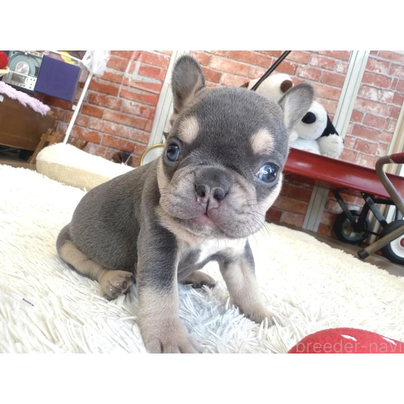 販売中の神奈川県のフレンチブルドッグ-436538の5枚目