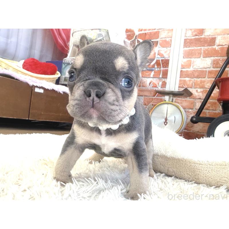 販売中の神奈川県のフレンチブルドッグ-436538の4枚目