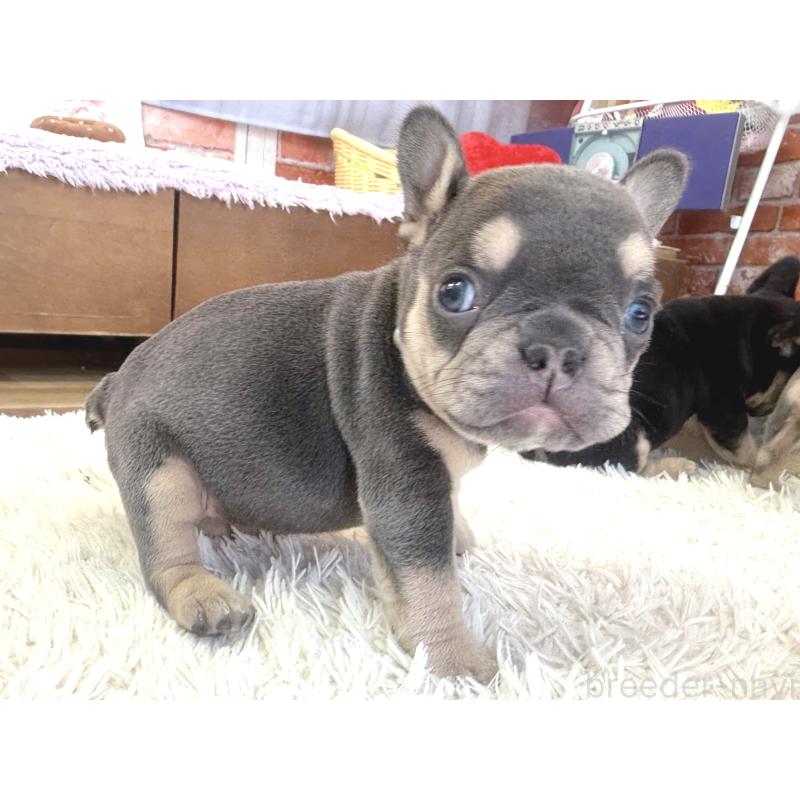 販売中の神奈川県のフレンチブルドッグ-436538の3枚目