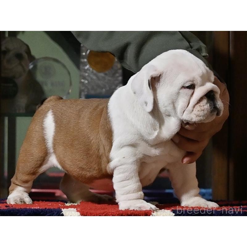 販売中の岡山県のブルドッグ-436539の5枚目
