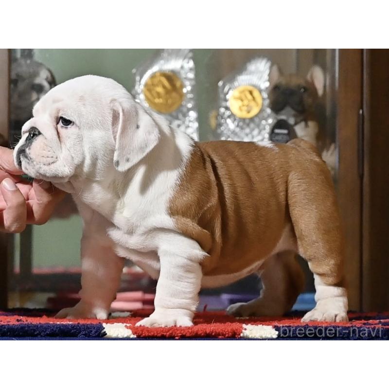 販売中の岡山県のブルドッグ-436539の4枚目
