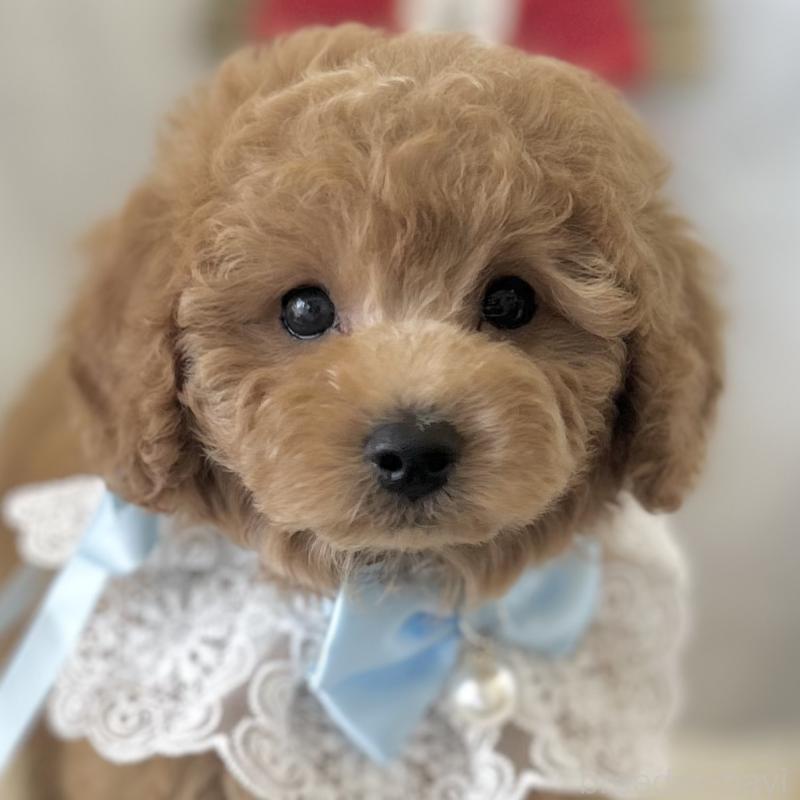 販売中の愛知県のトイプードル-432609