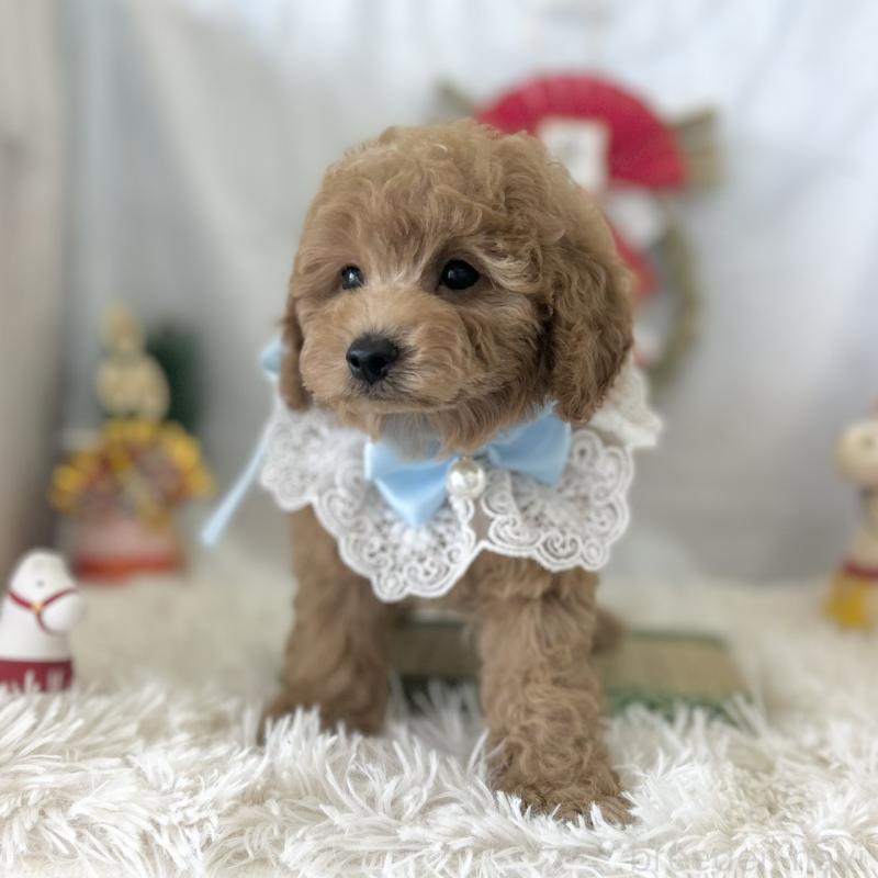 販売中の愛知県のトイプードル-432609の7枚目