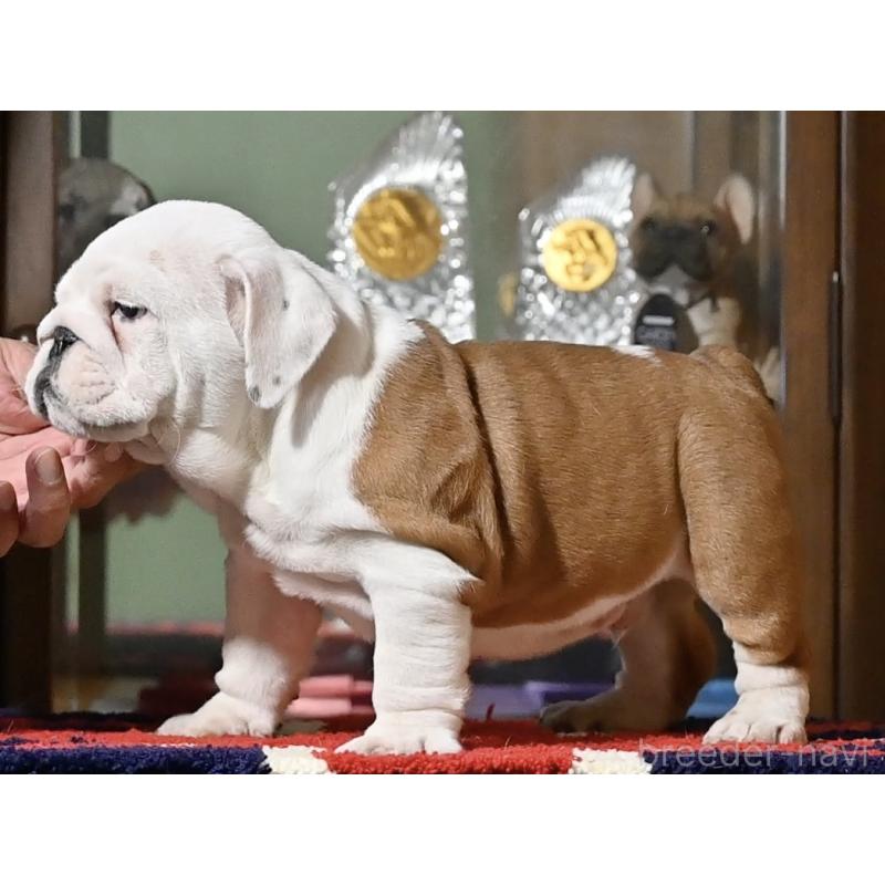 販売中の岡山県のブルドッグ-436539の3枚目