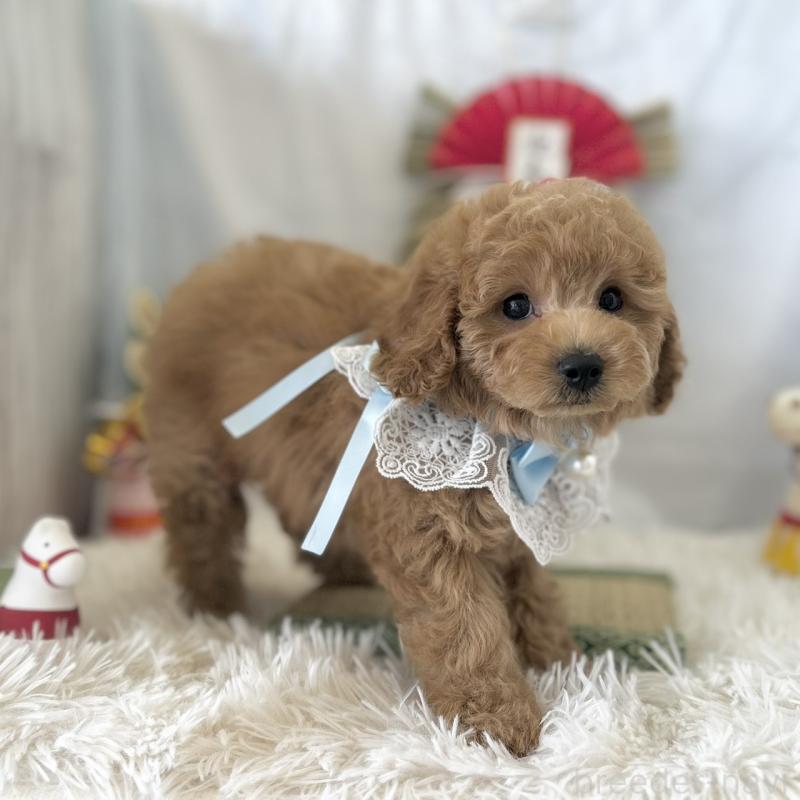 販売中の愛知県のトイプードル-432609の6枚目