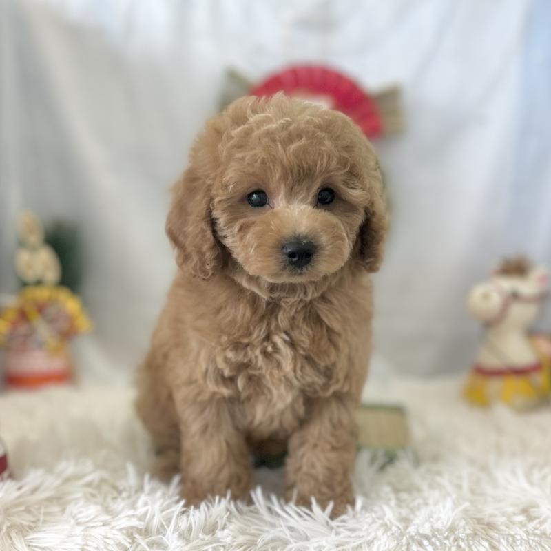 販売中の愛知県のトイプードル-432609の5枚目