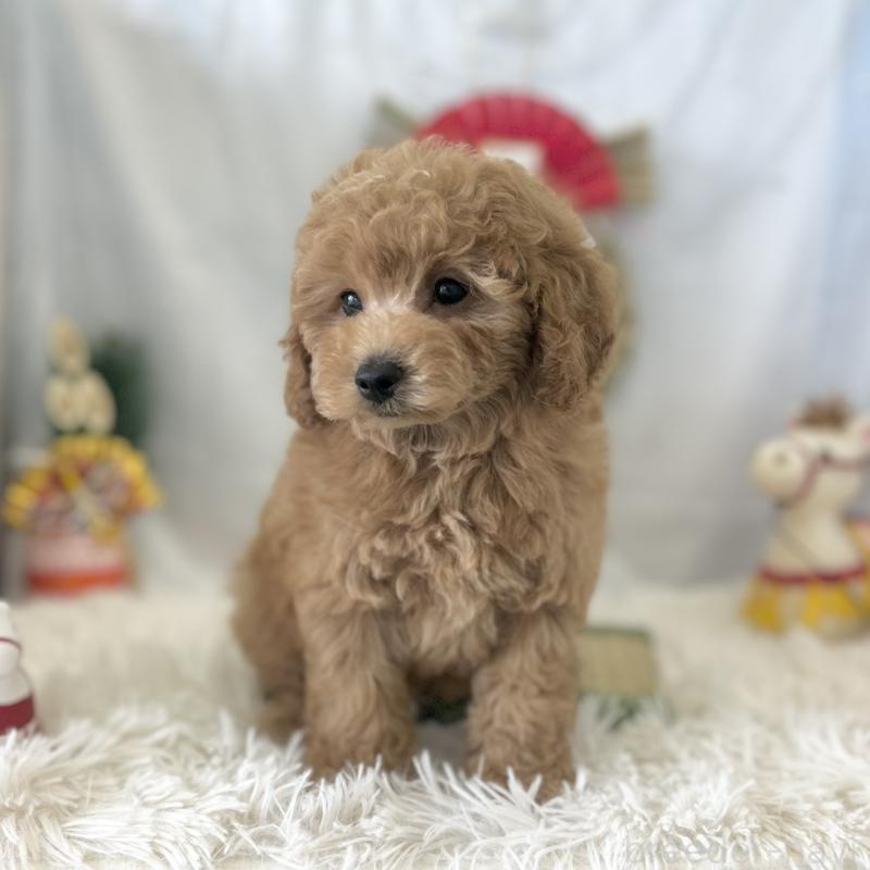販売中の愛知県のトイプードル-432609の4枚目