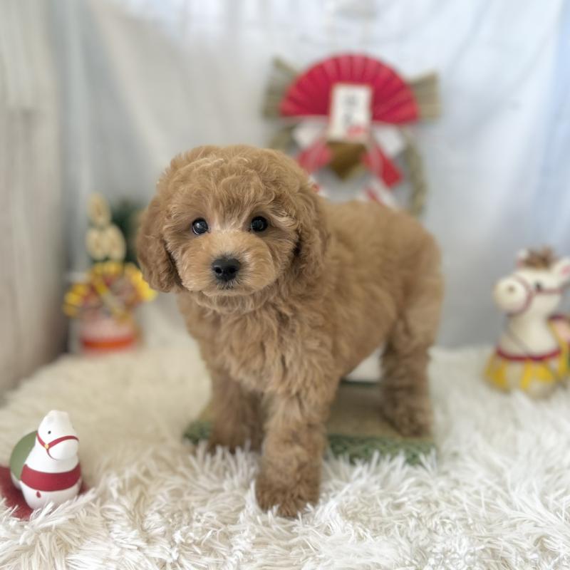 販売中の愛知県のトイプードル-432609の3枚目