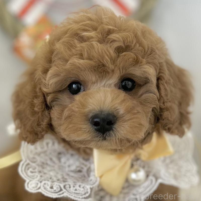 販売中の愛知県のトイプードル-432611