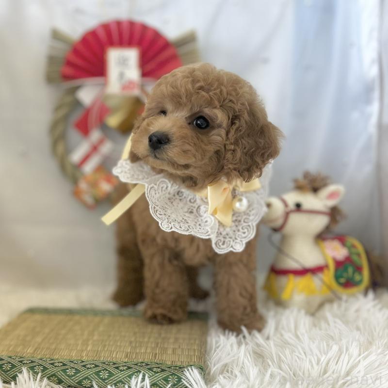 販売中の愛知県のトイプードル-432611の6枚目