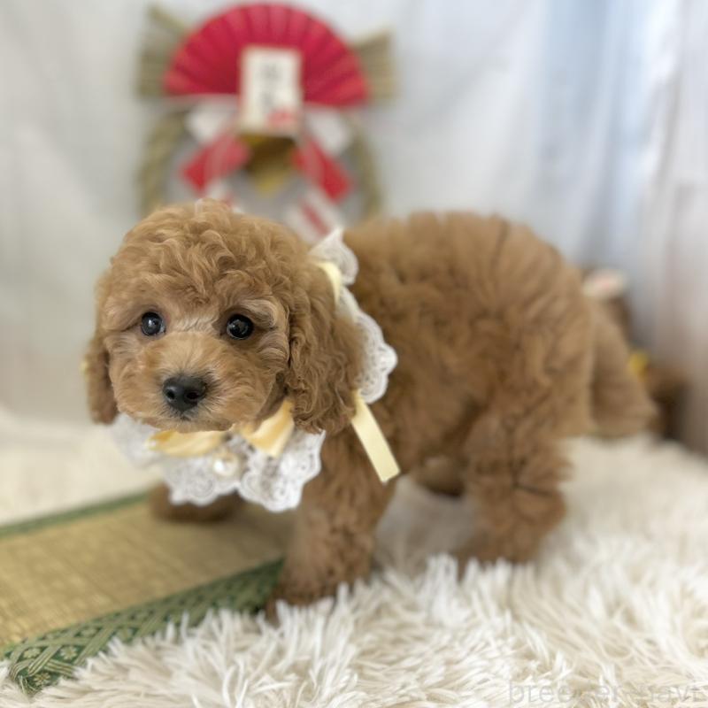 販売中の愛知県のトイプードル-432611の5枚目