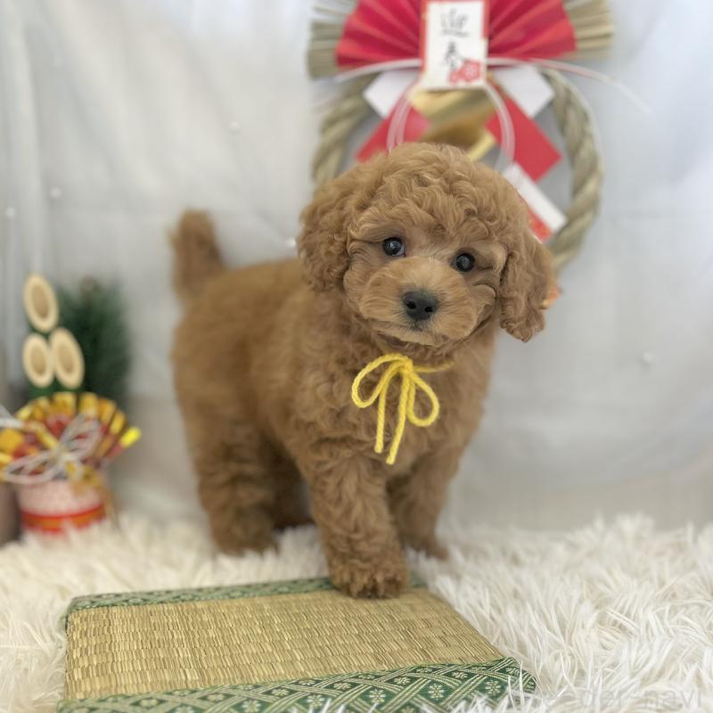 販売中の愛知県のトイプードル-432611の4枚目