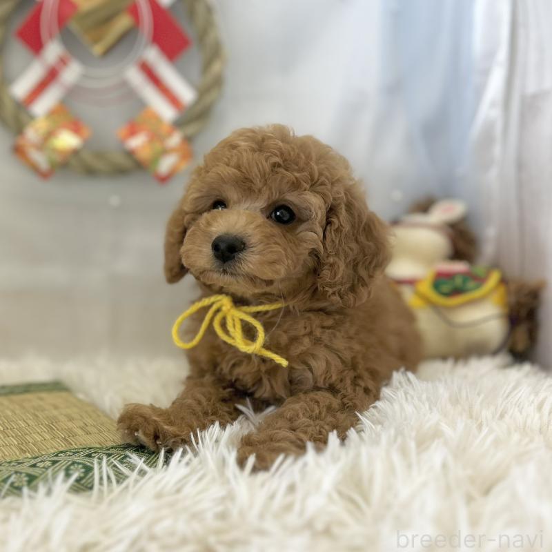 販売中の愛知県のトイプードル-432611の3枚目