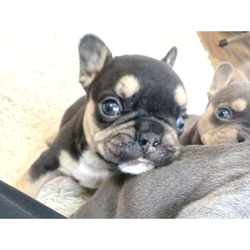 販売中の神奈川県のフレンチブルドッグ-436540の3枚目