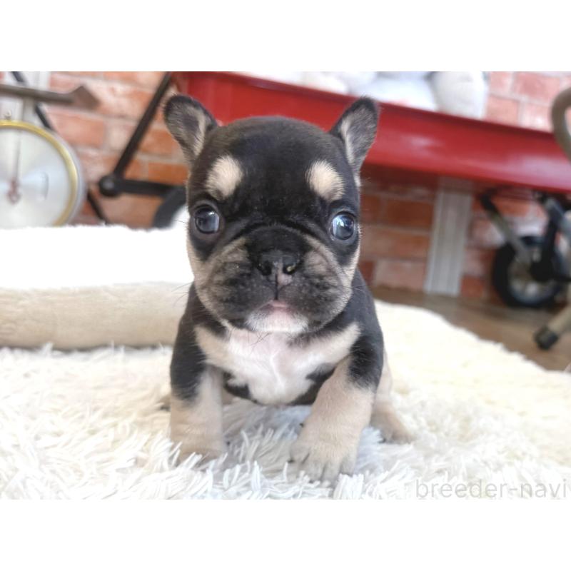 販売中の神奈川県のフレンチブルドッグ-436540の2枚目