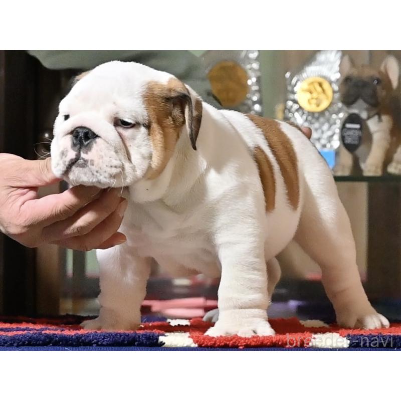 販売中の岡山県のブルドッグ-436541の5枚目