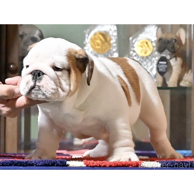 販売中の岡山県のブルドッグ-436541の4枚目