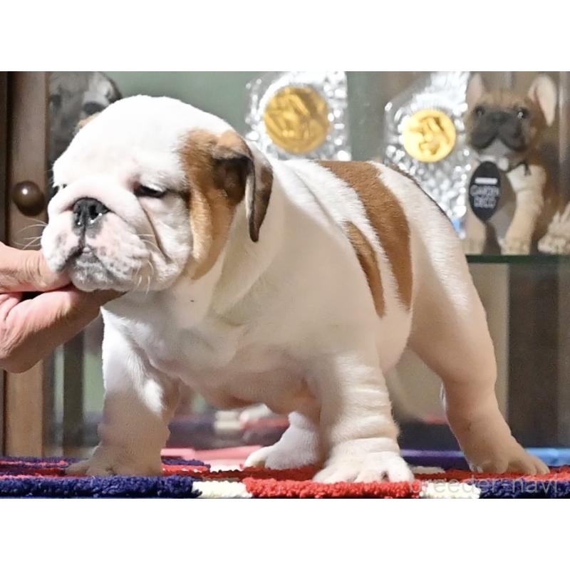 販売中の岡山県のブルドッグ-436541の3枚目