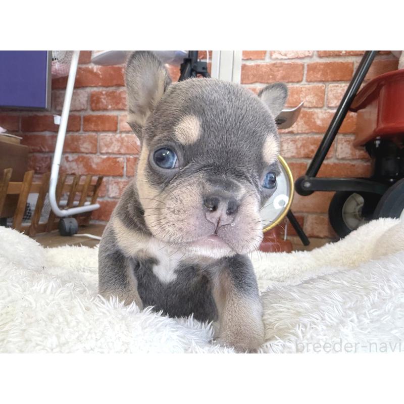 販売中の神奈川県のフレンチブルドッグ-436542の5枚目