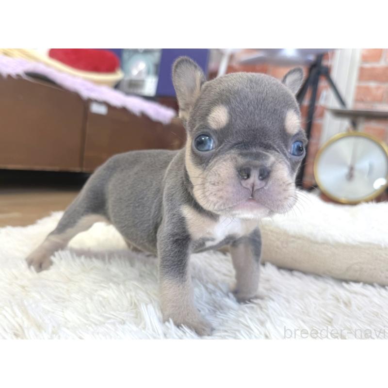 販売中の神奈川県のフレンチブルドッグ-436542の4枚目